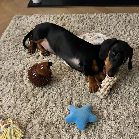 Heather Mere Cottage, Ferienhaus Bowness-on-Windermere